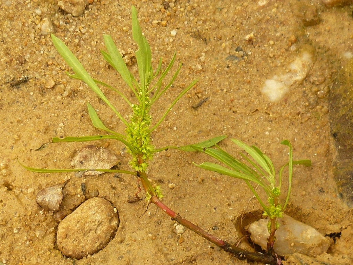 Rumex maritimus (Polygonaceae)